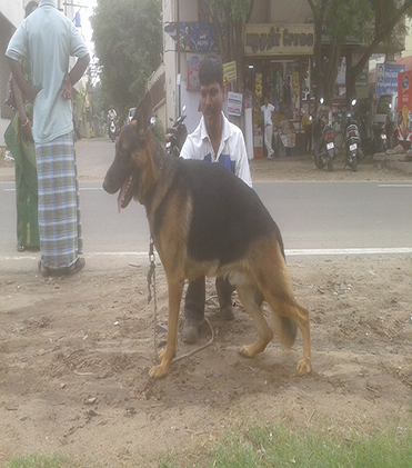 dog