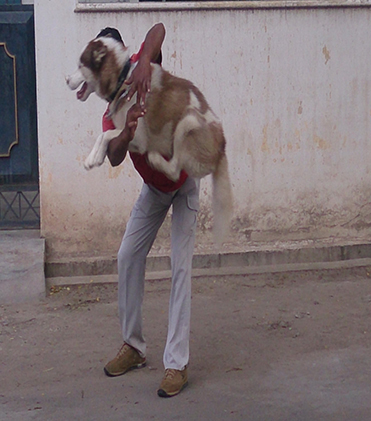 dog