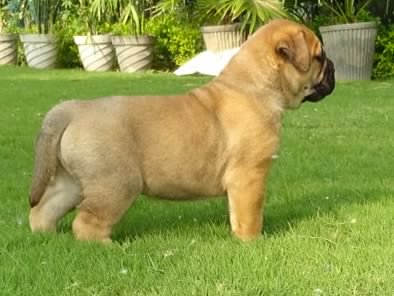 dog