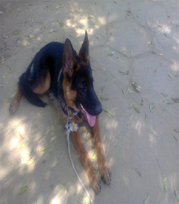 dog