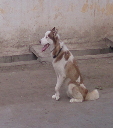 dog